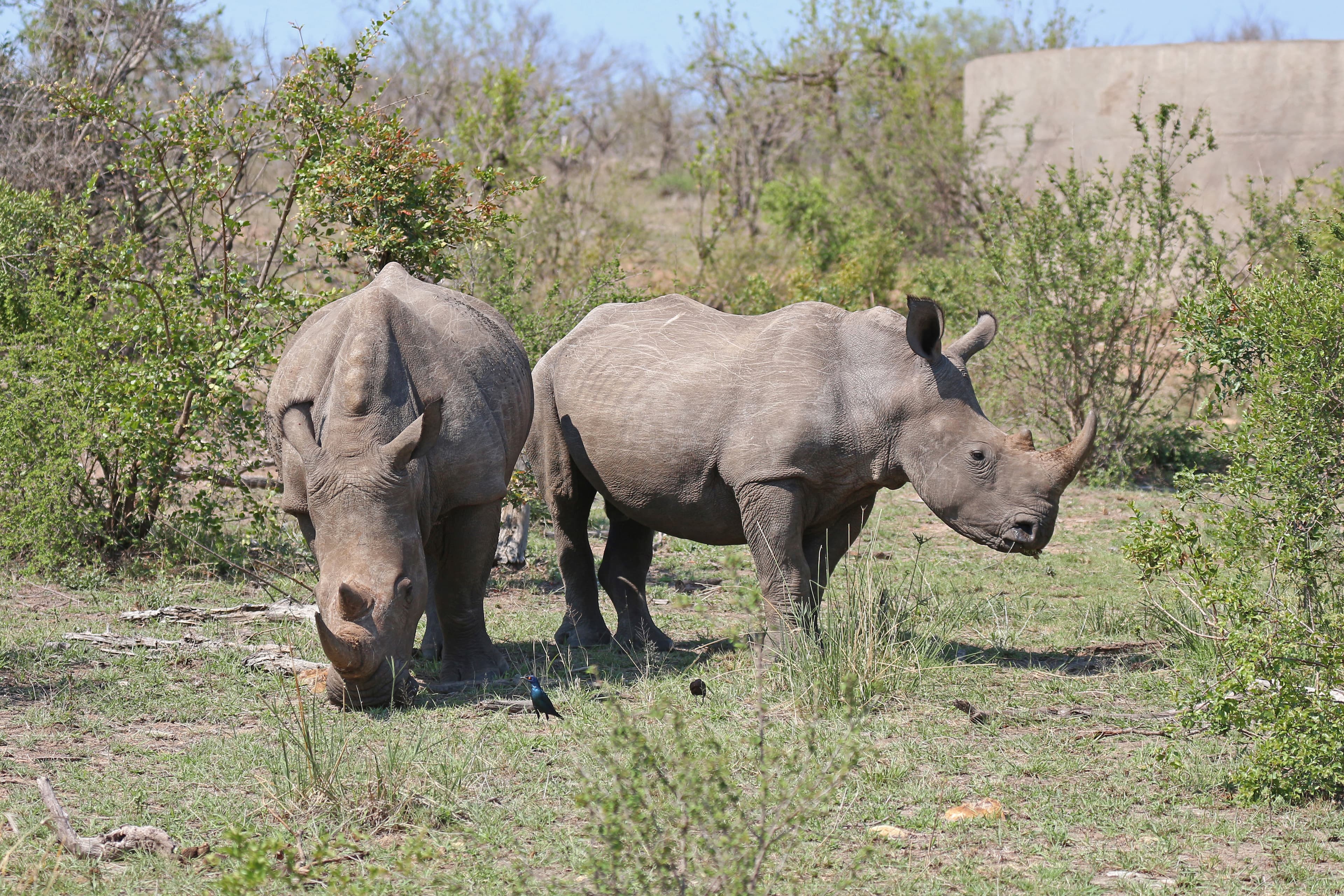 Wildlife journey in Etosha, Namibia